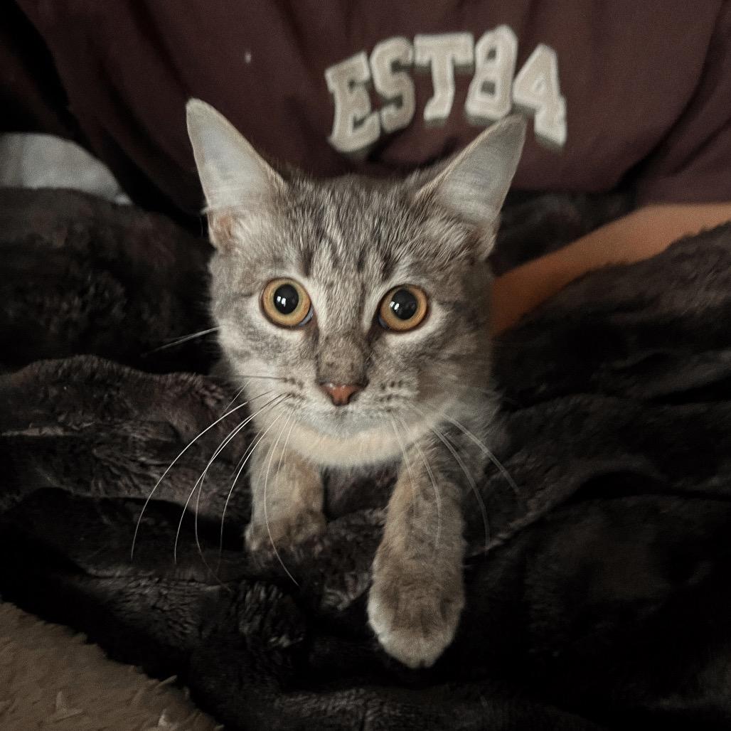 JOHNNY CAT, a Adoptable Domestic Short Hair in San Antonio, TX image 1/3