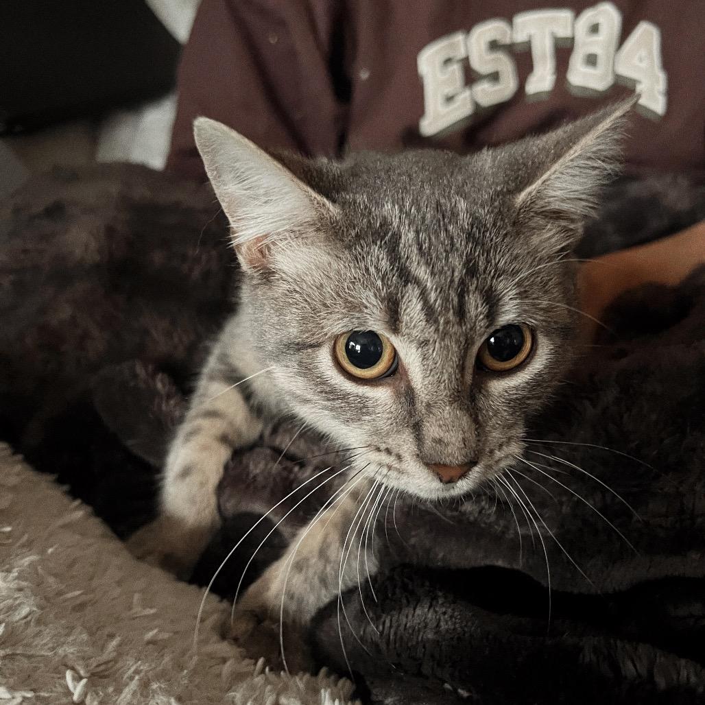 JOHNNY CAT, a Adoptable Domestic Short Hair in San Antonio, TX image 2/3