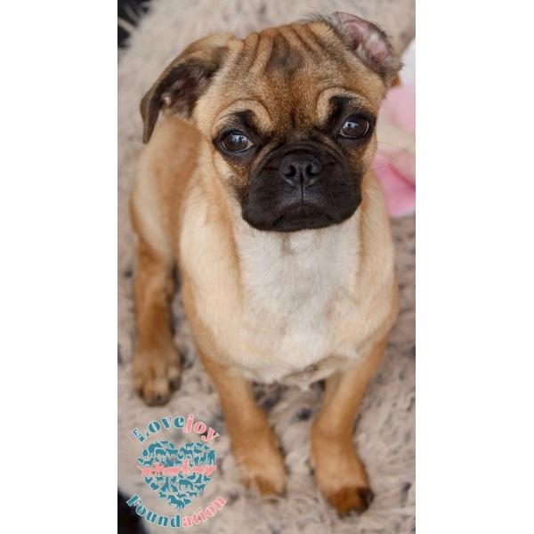 Meet the Nina Litter These adorable 3 month old female Pug puppies were surrendered by their owner 
