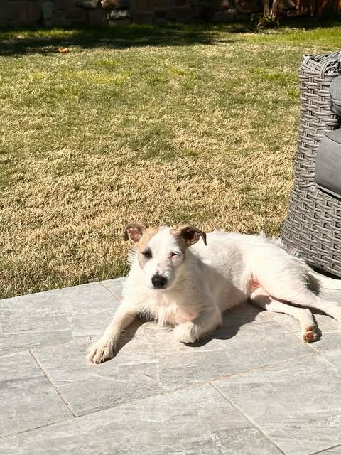 Enlarge Wilma, a Adoptable mixed breed in Bayonne, NJ image 4/6