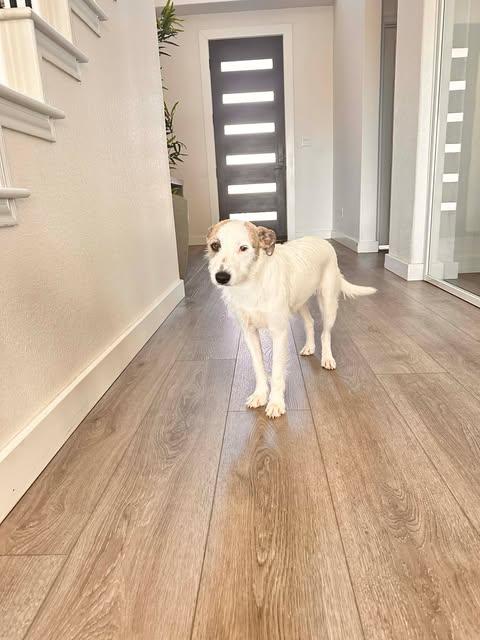 Enlarge Wilma, a Adoptable mixed breed in Bayonne, NJ image 6/6