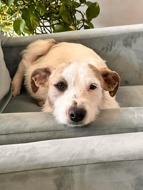 Enlarge Wilma, a Adoptable mixed breed in Bayonne, NJ image 1/6