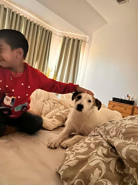 Enlarge Wilma, a Adoptable mixed breed in Bayonne, NJ image 5/6