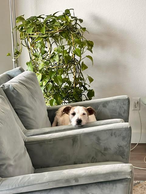 Enlarge Wilma, a Adoptable mixed breed in Bayonne, NJ image 3/6