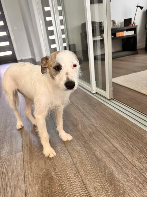 Enlarge Wilma, a Adoptable mixed breed in Bayonne, NJ image 2/6