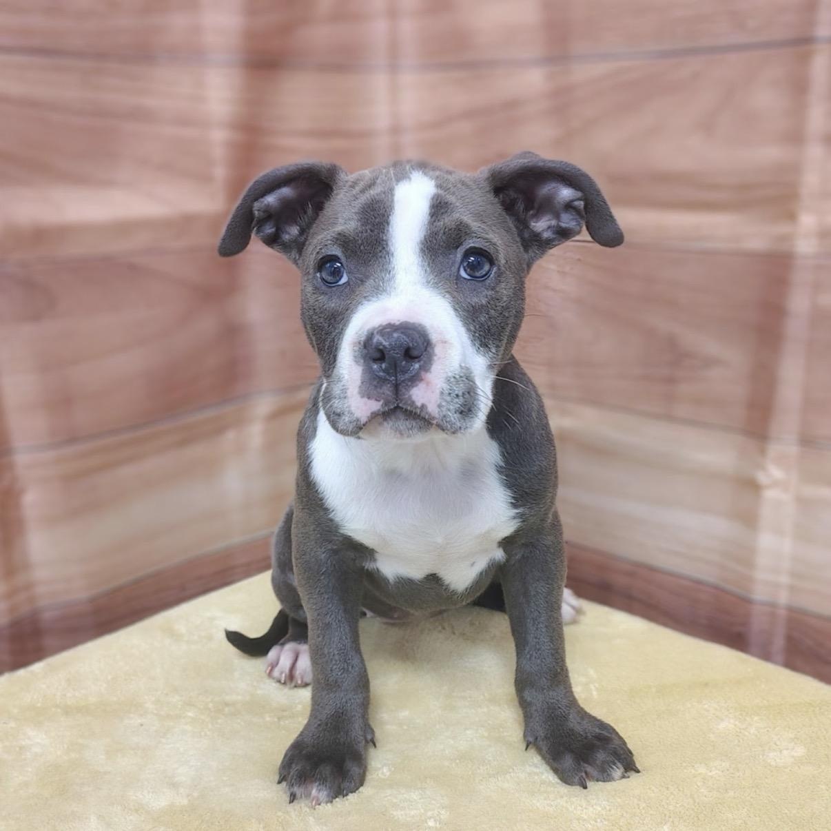 Cara, adopted, Puppy Female American Staffordshire Terrier & Pit Bull Terrier.