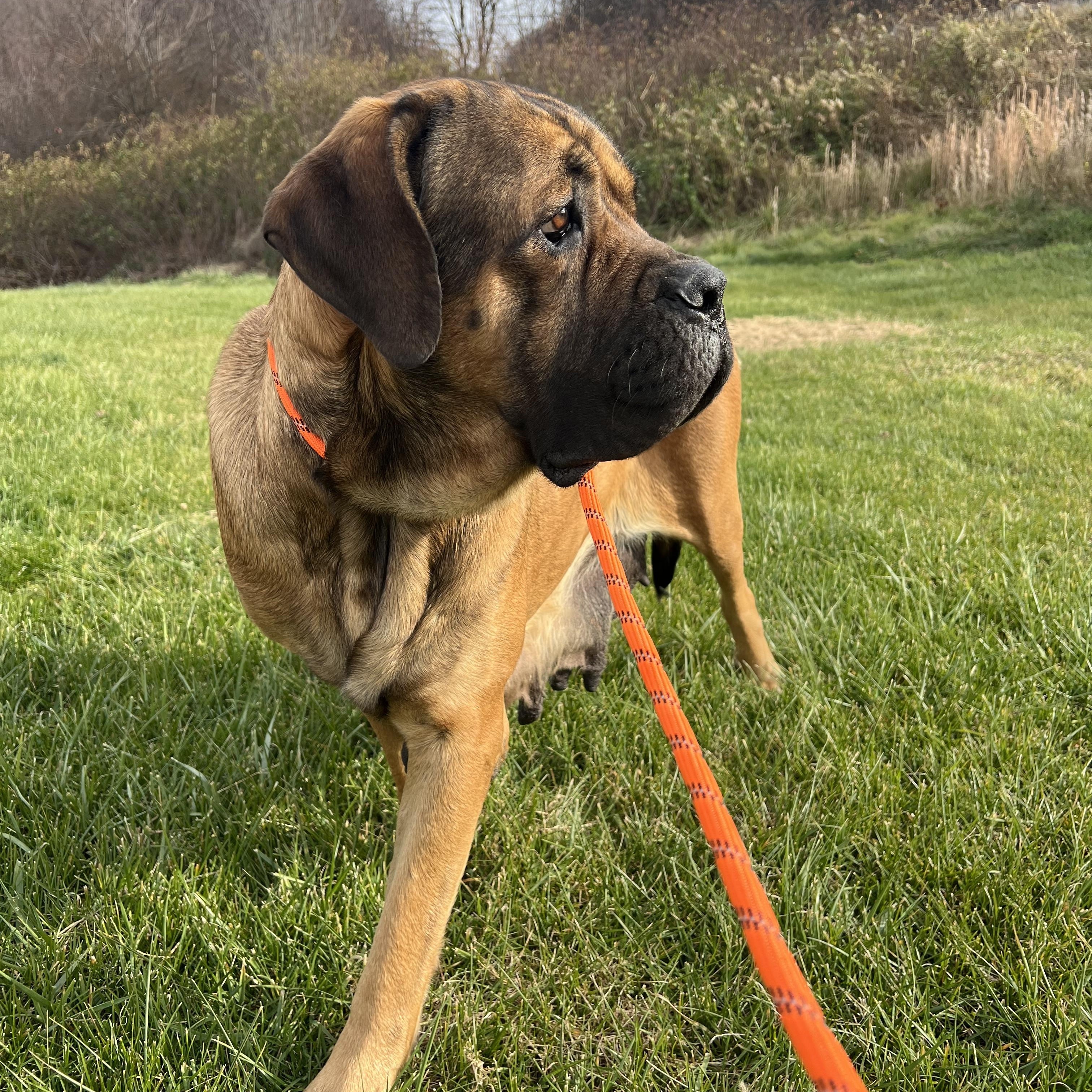 Pria, Adoptable, Adult Female Mastiff.