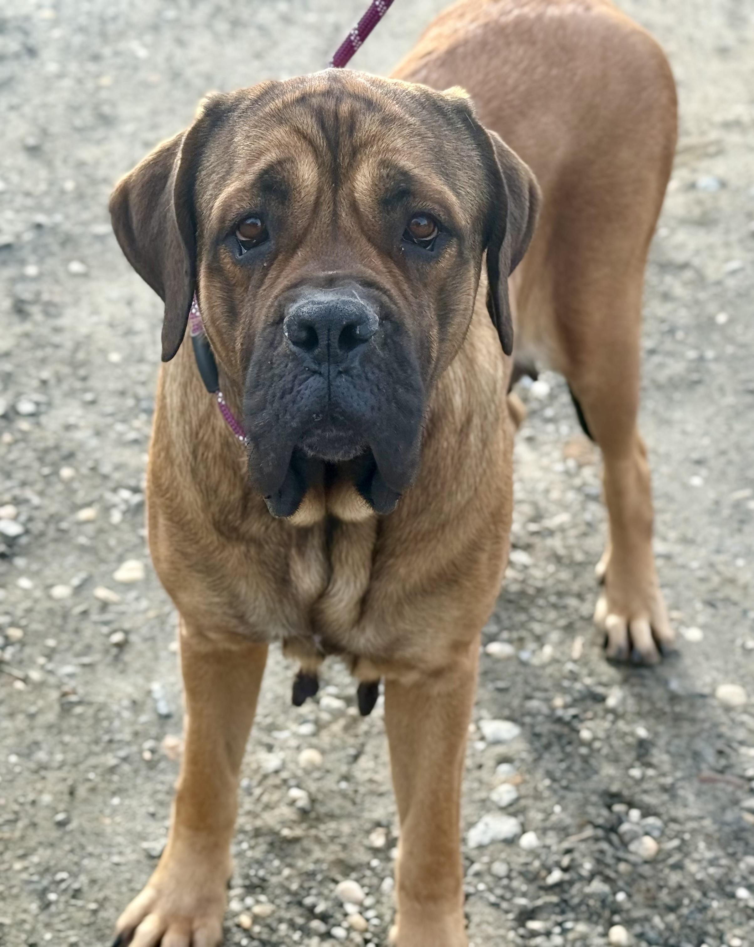 Pria, adopted, Adult Female Mastiff.