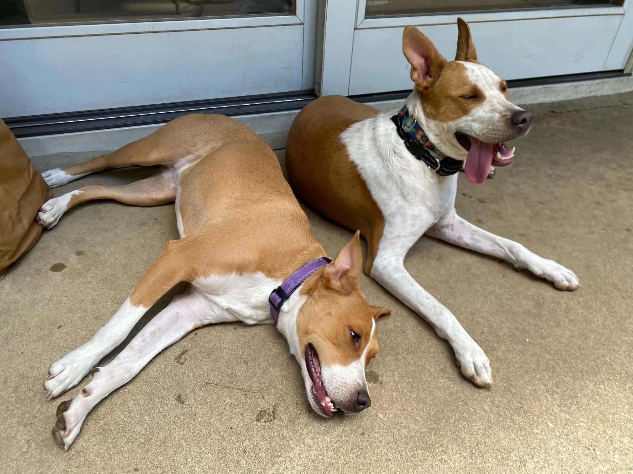 Enlarge SOMER J, a Adoptable mixed breed in Blue Bell, PA image 5/6