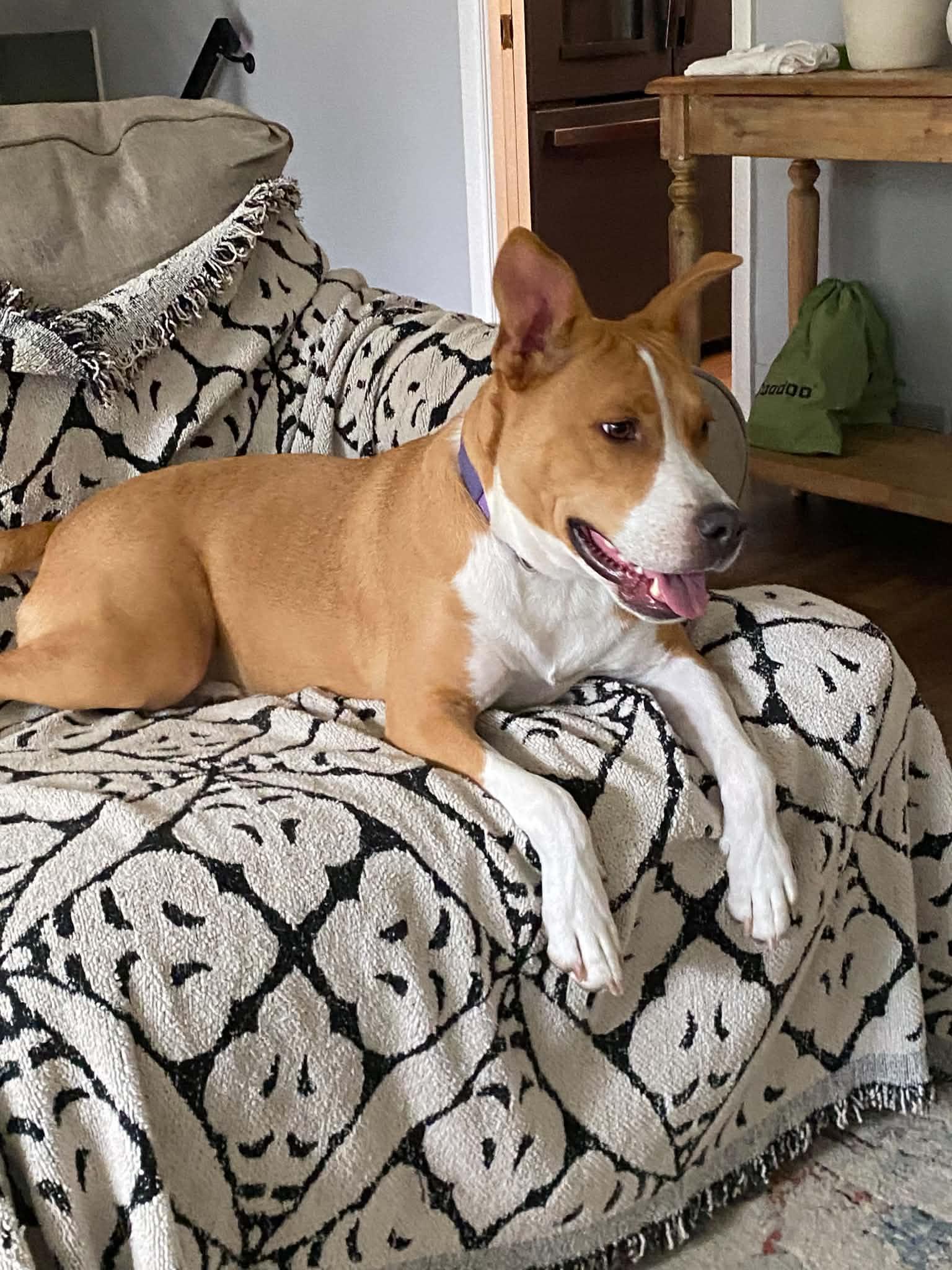 Enlarge SOMER J, a Adoptable mixed breed in Blue Bell, PA image 4/6