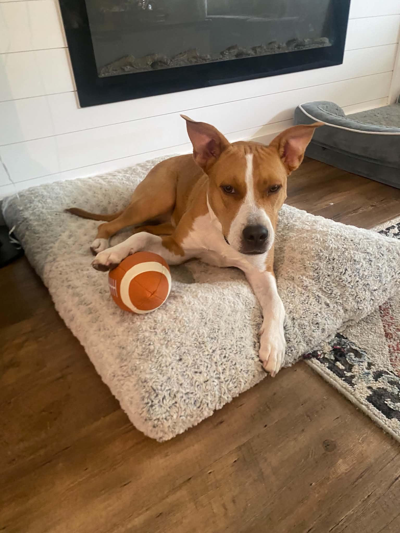 Enlarge SOMER J, a Adoptable mixed breed in Blue Bell, PA image 1/6