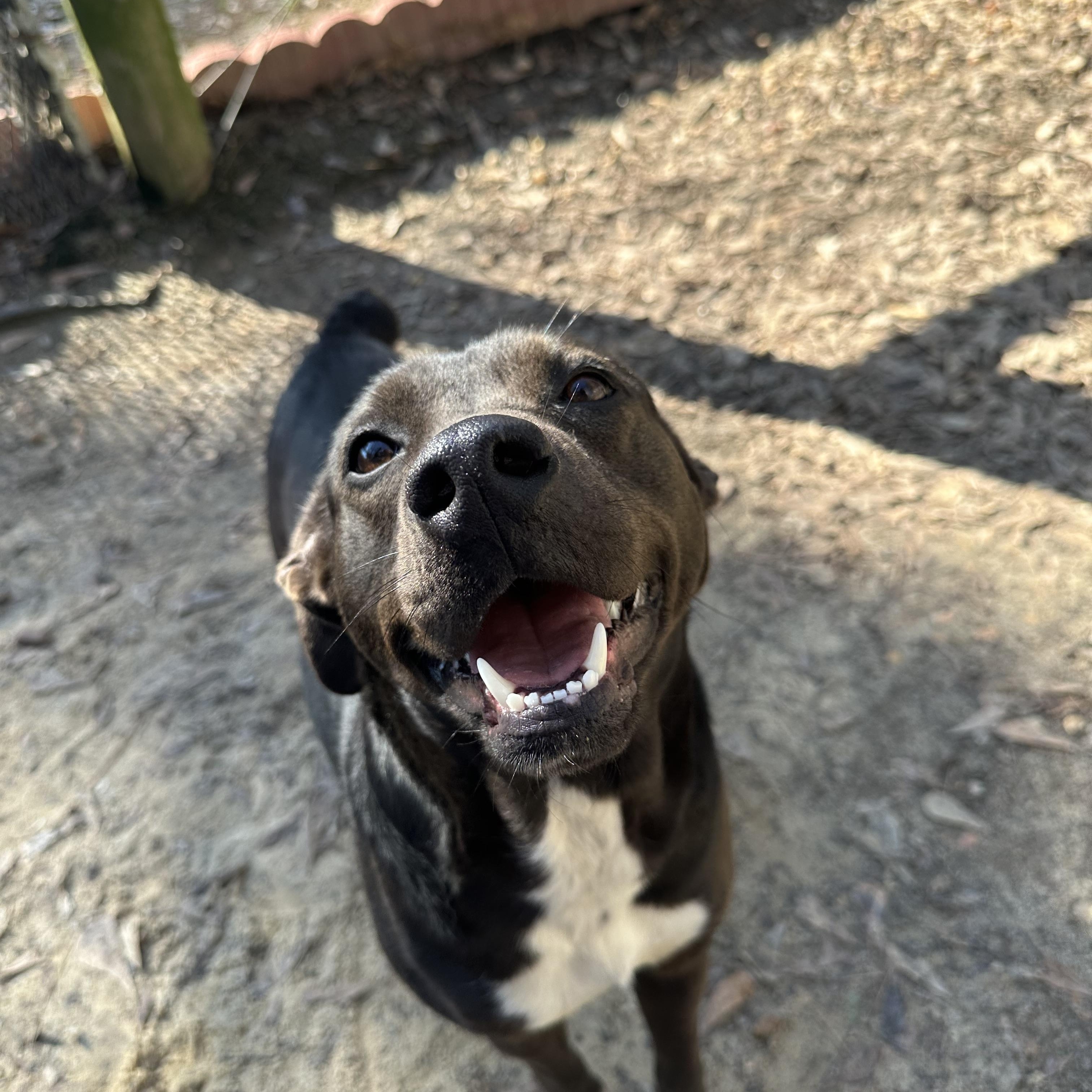 Cypress, ADOPTABLE, Adult Female Labrador Retriever & Staffordshire Bull Terrier.