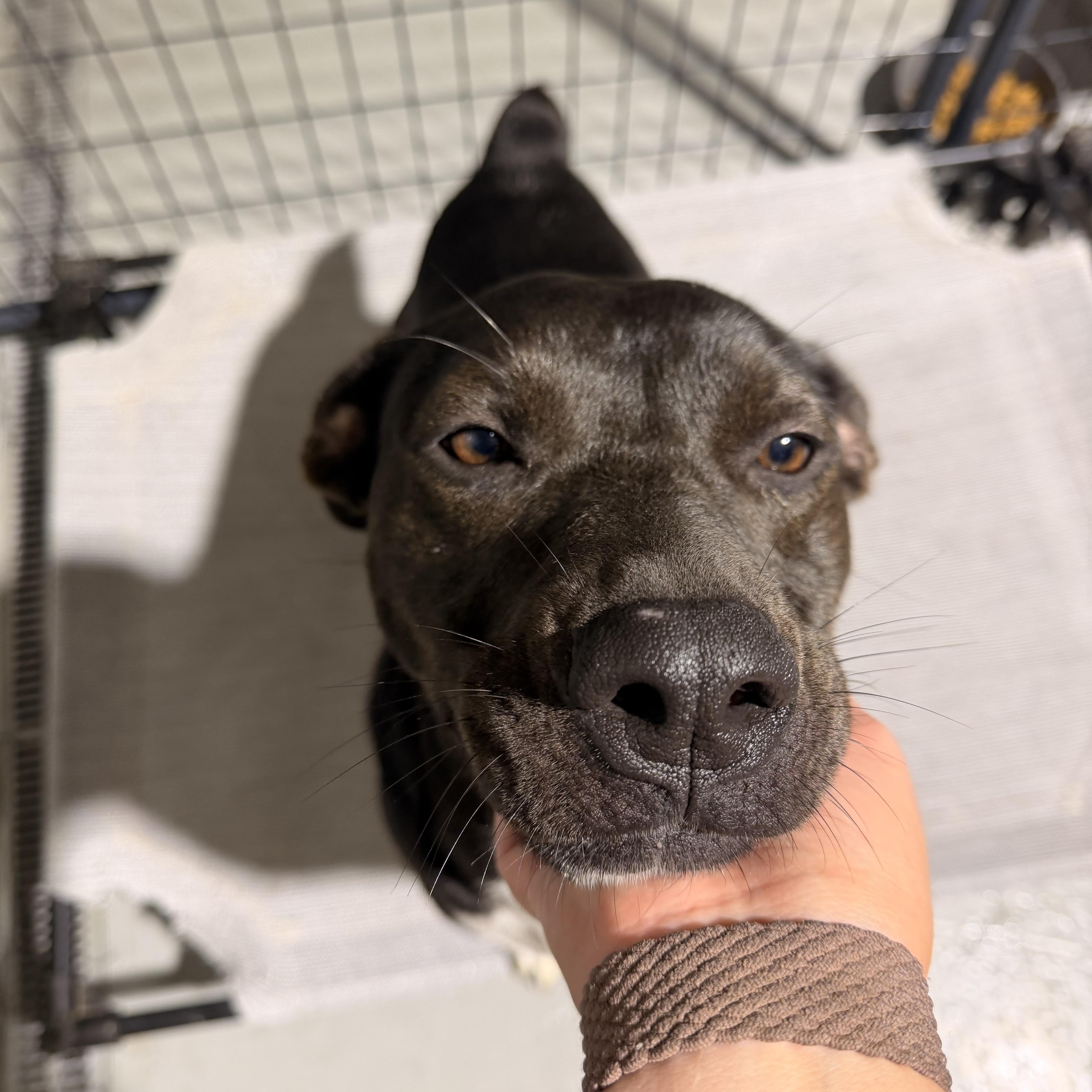 Enlarge Cypress, a Adoptable mixed breed in Ruston, LA image 1/4