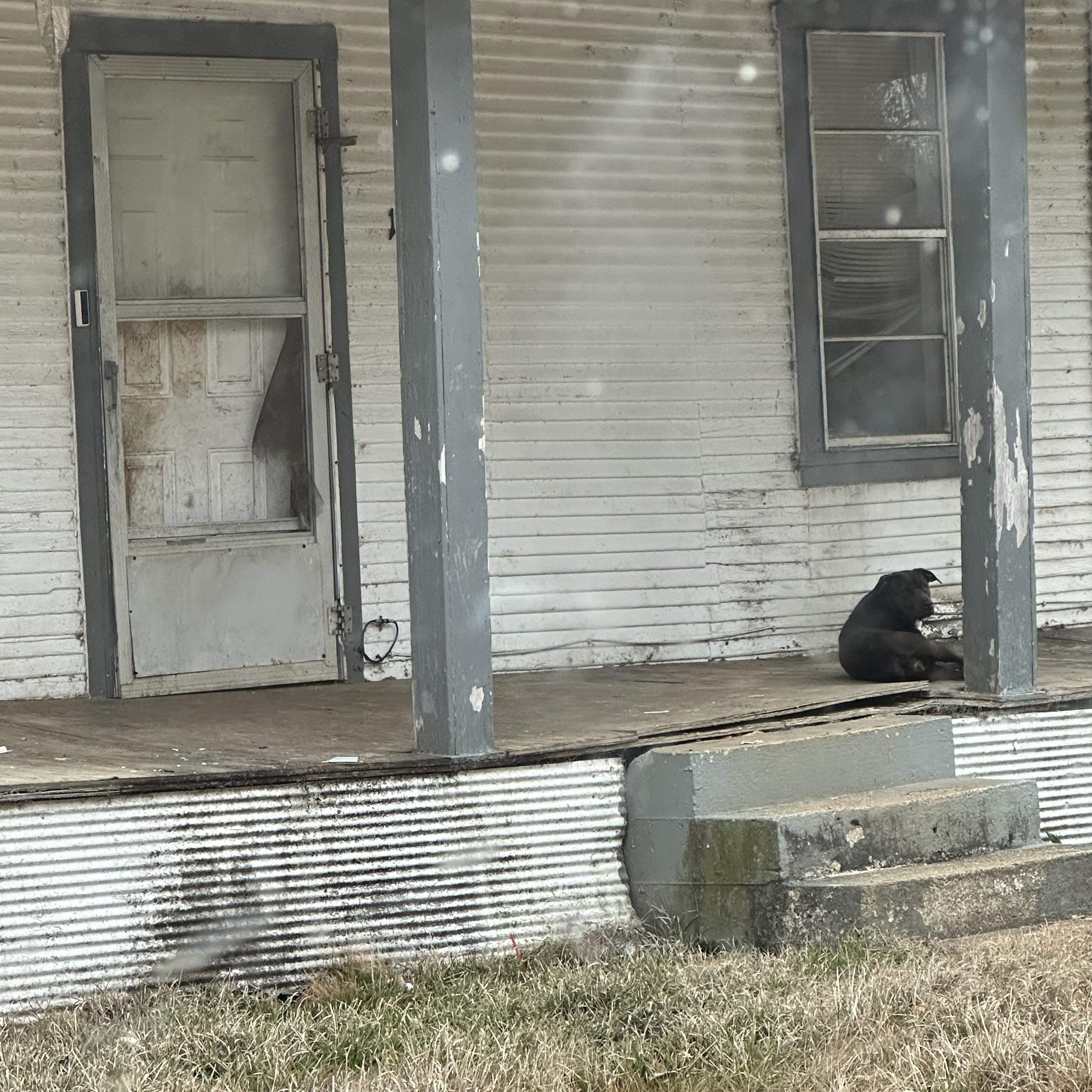 Enlarge Cypress, a ADOPTABLE mixed breed in Ruston, LA image 4/5