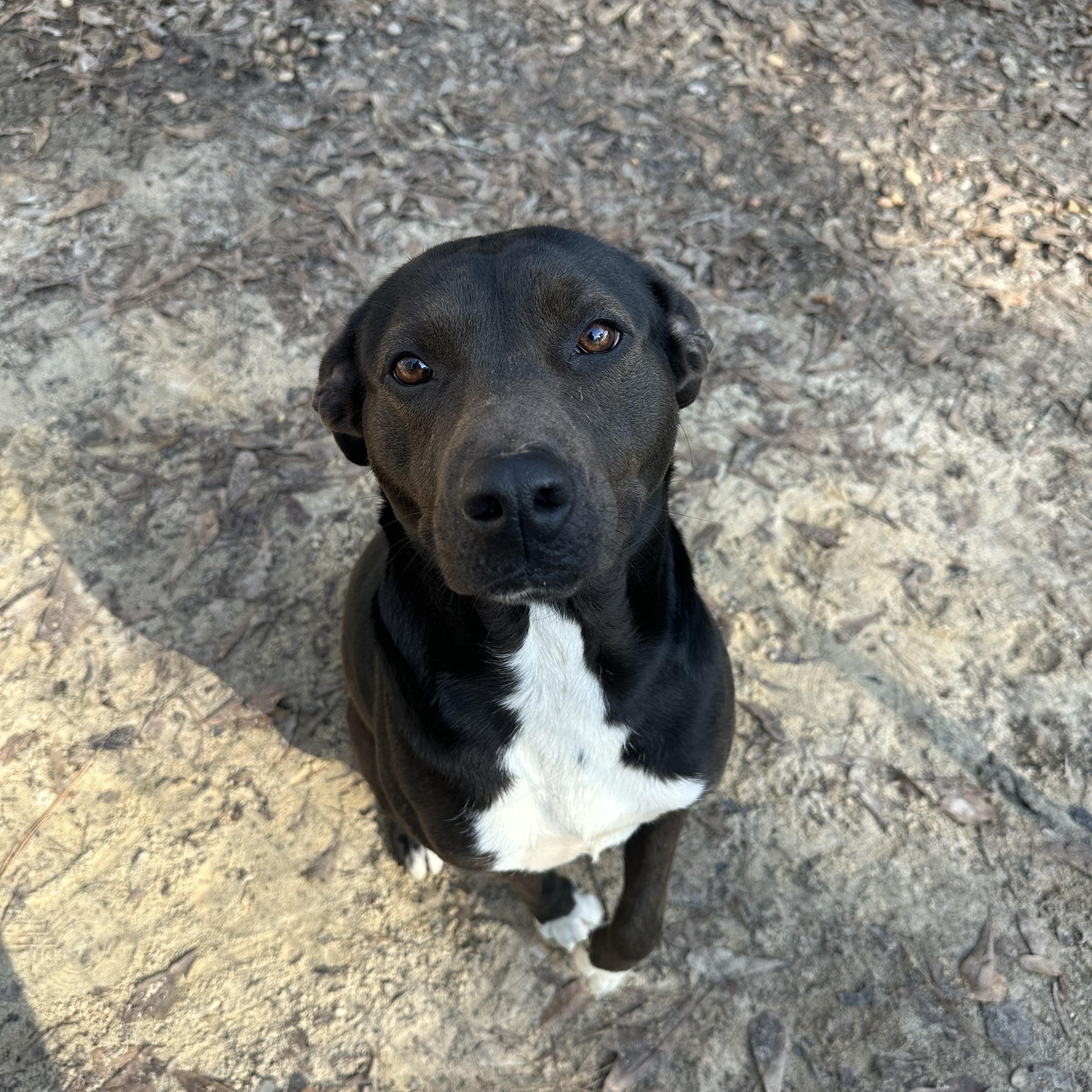 Cypress, ADOPTABLE, Adult Female Labrador Retriever & Staffordshire Bull Terrier.