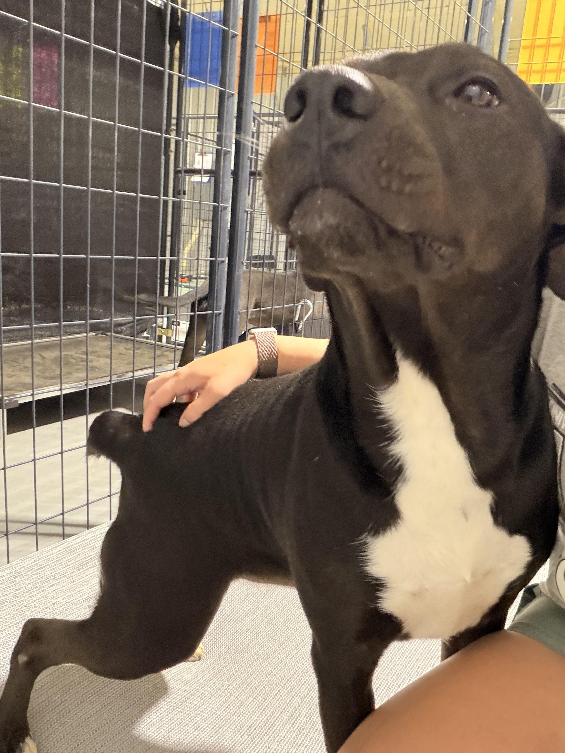 Enlarge Cypress, a Adoptable mixed breed in Ruston, LA image 3/4