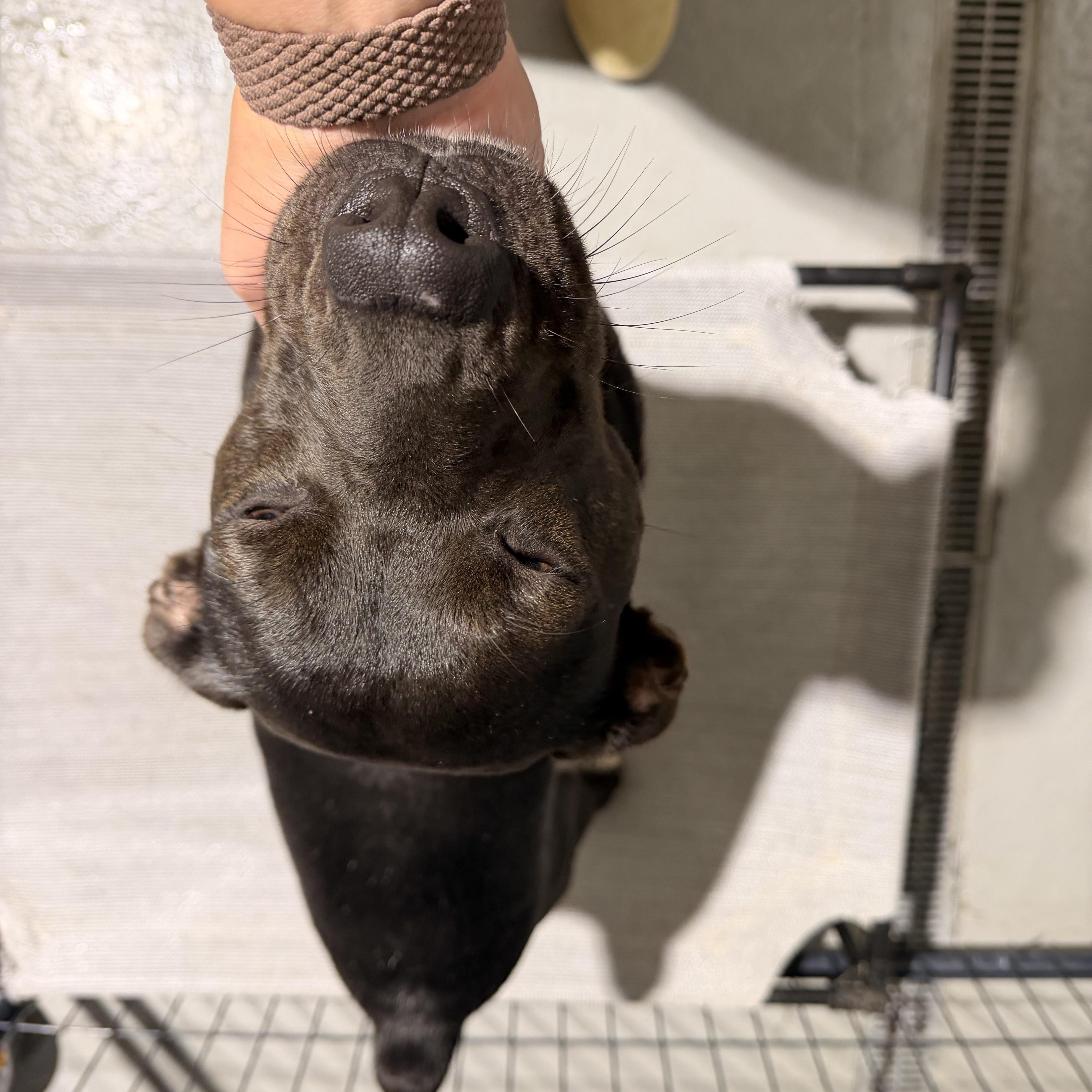 Enlarge Cypress, a Adoptable mixed breed in Ruston, LA image 2/4