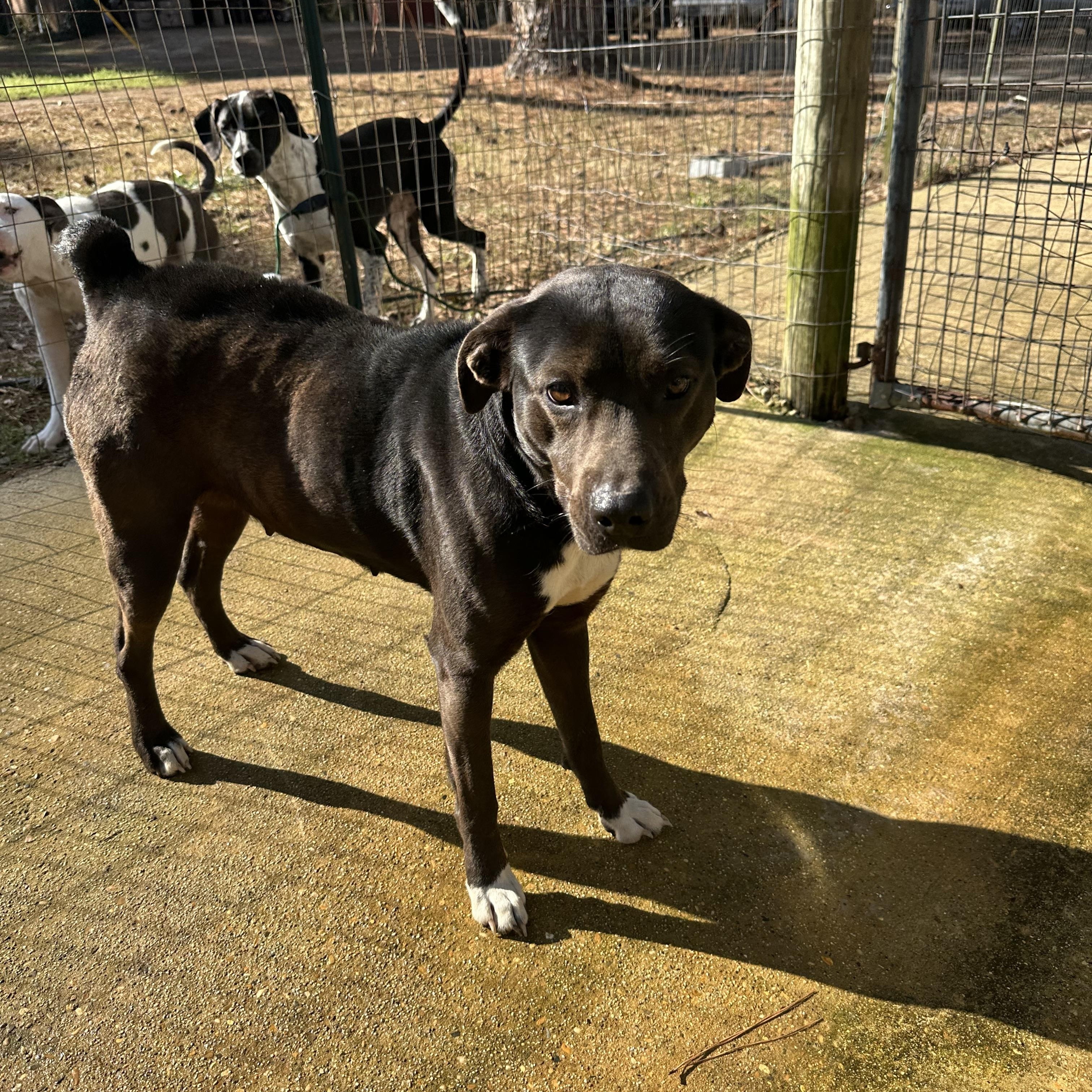 Enlarge Cypress, a ADOPTABLE mixed breed in Ruston, LA image 3/5