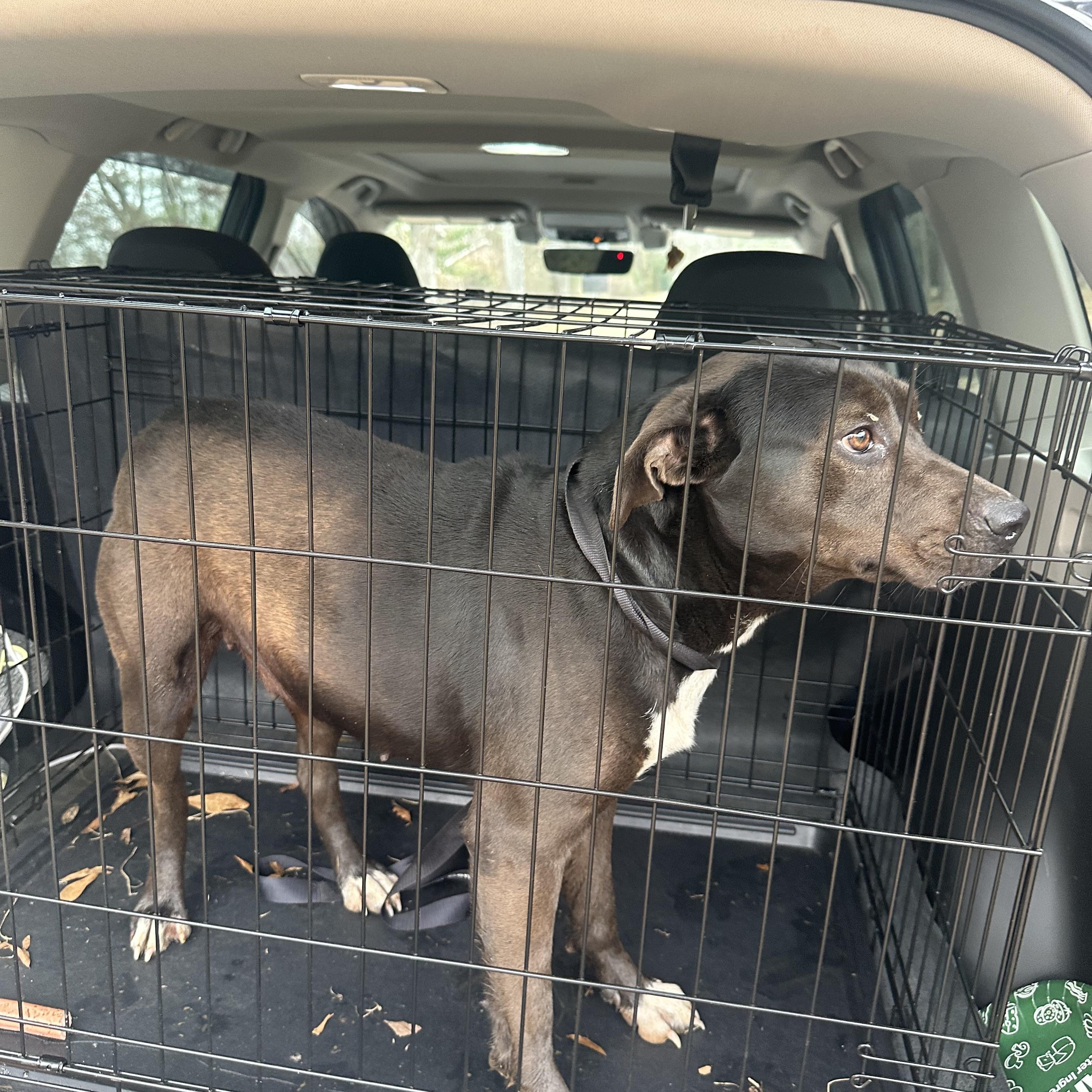 Enlarge Cypress, a ADOPTABLE mixed breed in Ruston, LA image 5/5