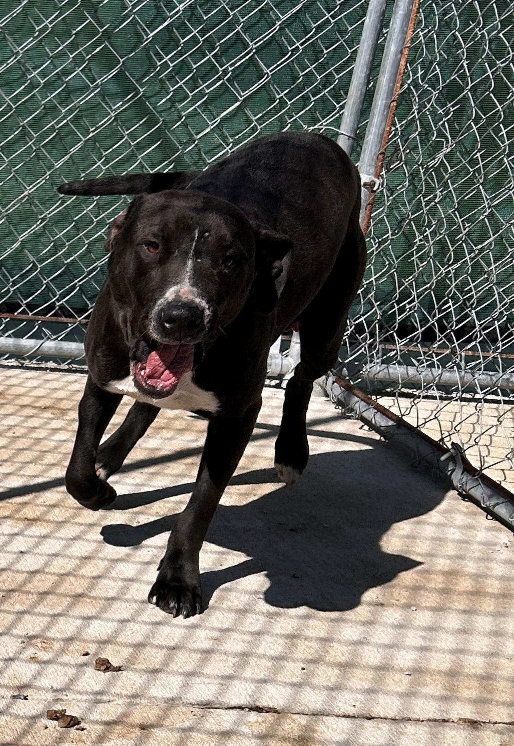 Enlarge 25-0120 "Moby", a Adoptable mixed breed in Leavenworth, KS image 1/1