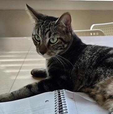 Enlarge Jasper, a Adoptable Domestic Short Hair in Denton, TX image 3/5