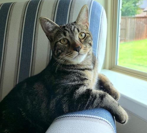 Enlarge Jasper, a Adoptable Domestic Short Hair in Denton, TX image 1/5
