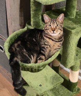 Enlarge Jasper, a Adoptable Domestic Short Hair in Denton, TX image 4/5