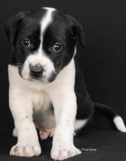 Kristoff thumbnail 2