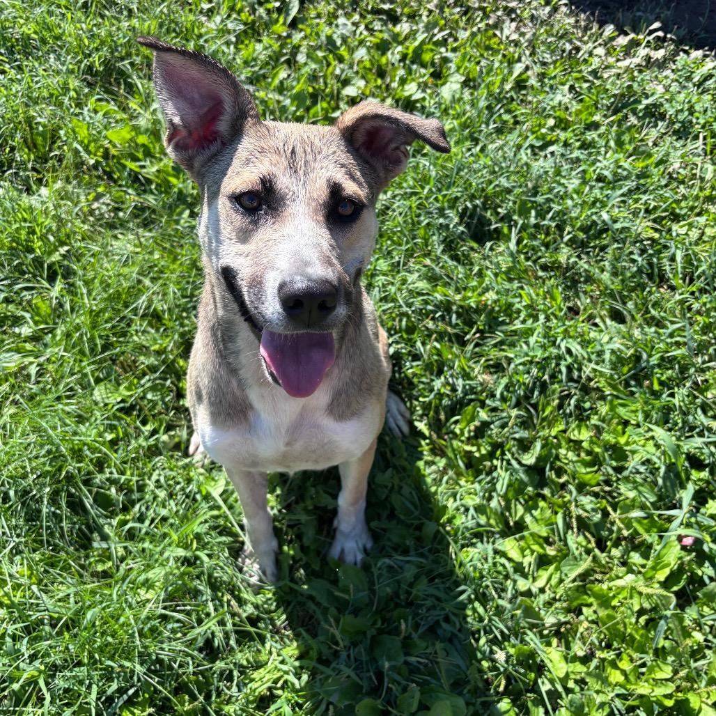 Lady, Adoptable, Adult Female German Shepherd Dog & Mixed Breed.