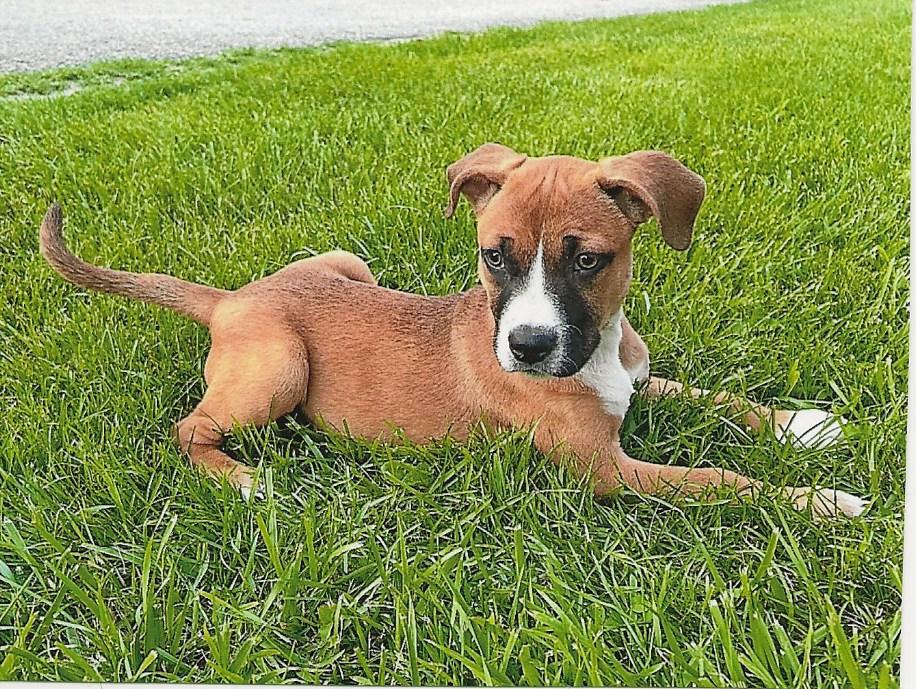 MANGO (Adoption Pending), Adopted, Puppy Female Boxer & Shepherd.
