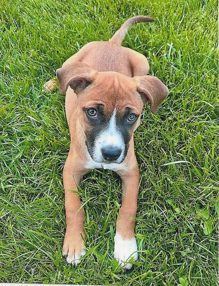 Enlarge MANGO (Adoption Pending), a Adopted mixed breed in Imlay City, MI image 2/2