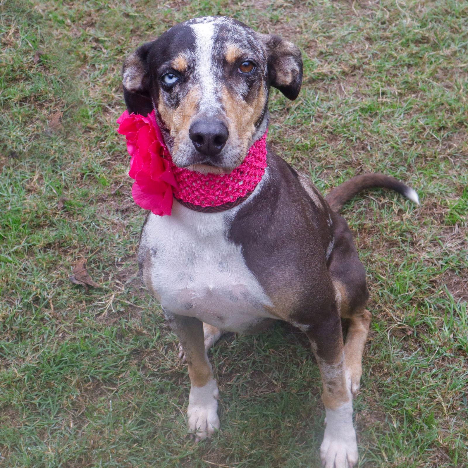 Enlarge Shirley, a Adoptable mixed breed in Gun Barrel City, TX image 3/6