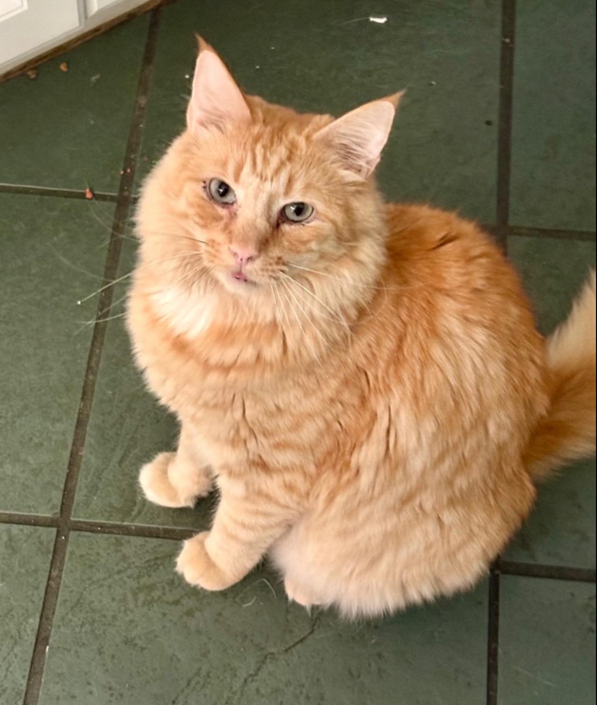 Creamsicle, ADOPTABLE, Adult Male Maine Coon.