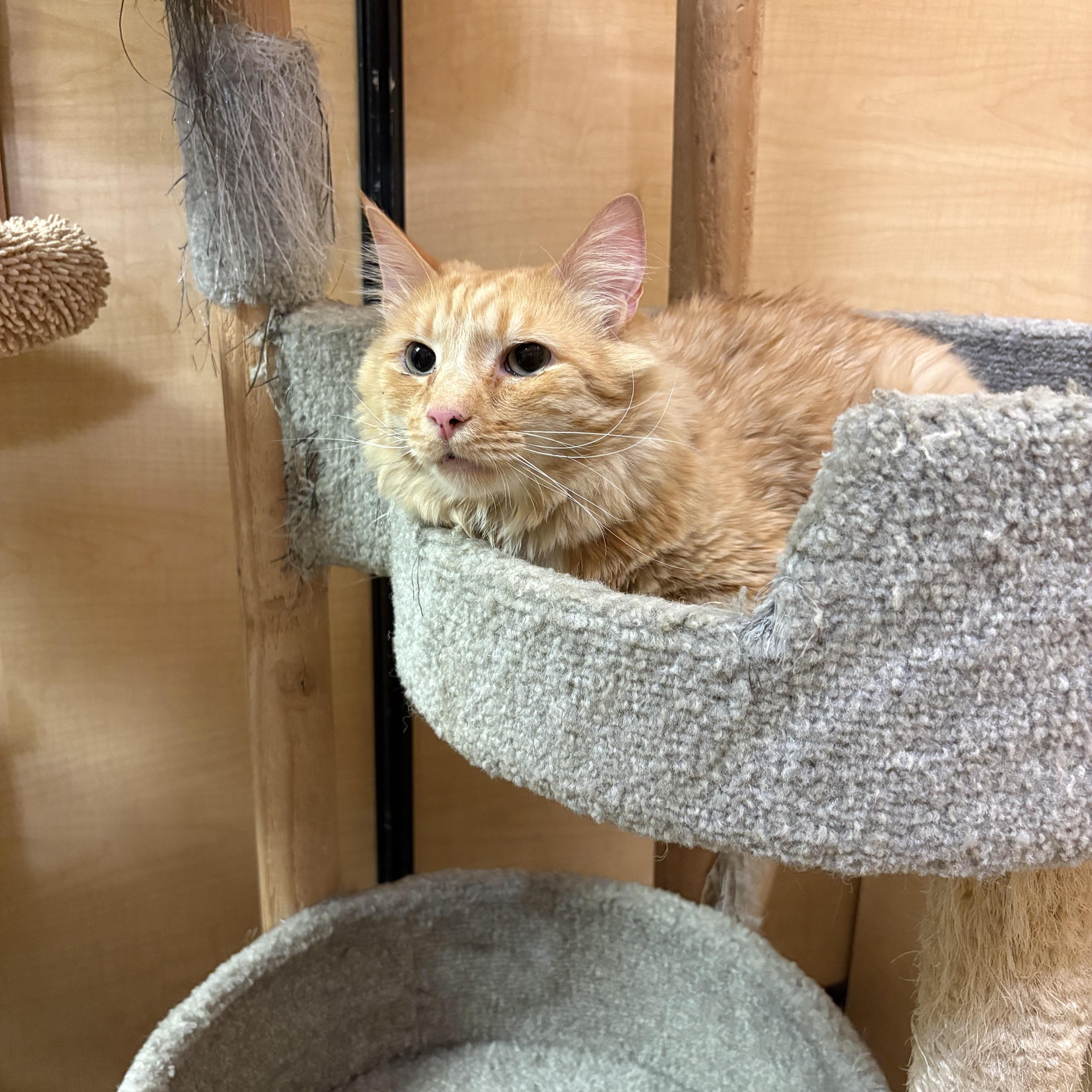 Enlarge Creamsicle, a ADOPTABLE Maine Coon in Turnersville, NJ image 2/2
