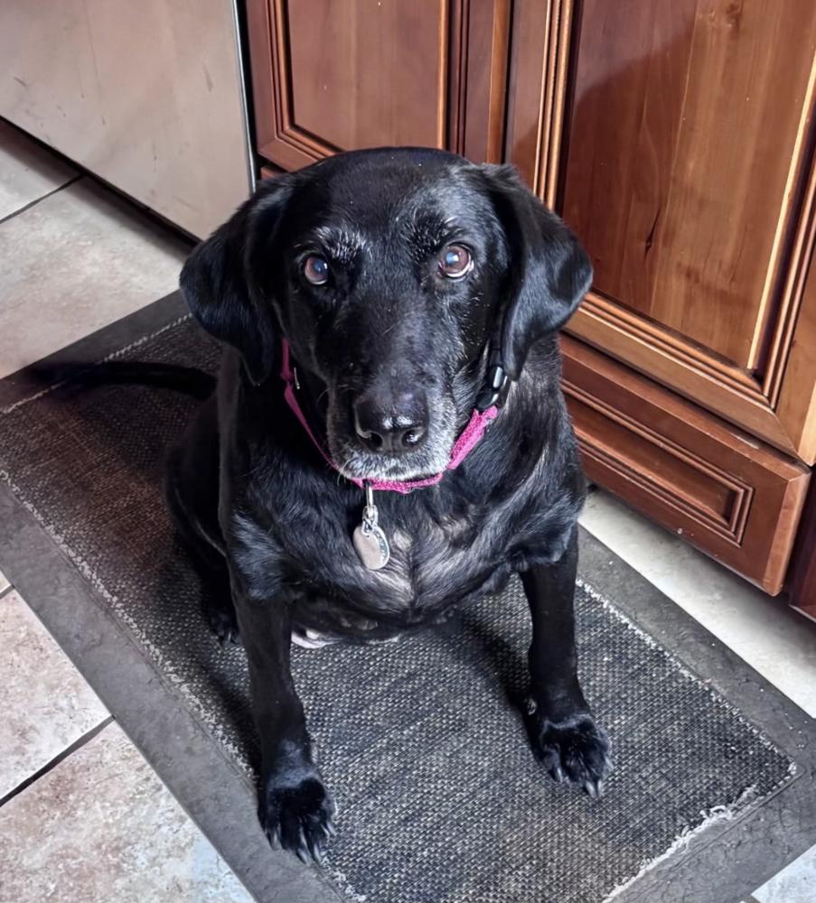 Maggie (Senior black lab), a Adopted mixed breed in Brewster , NY image 1/2
