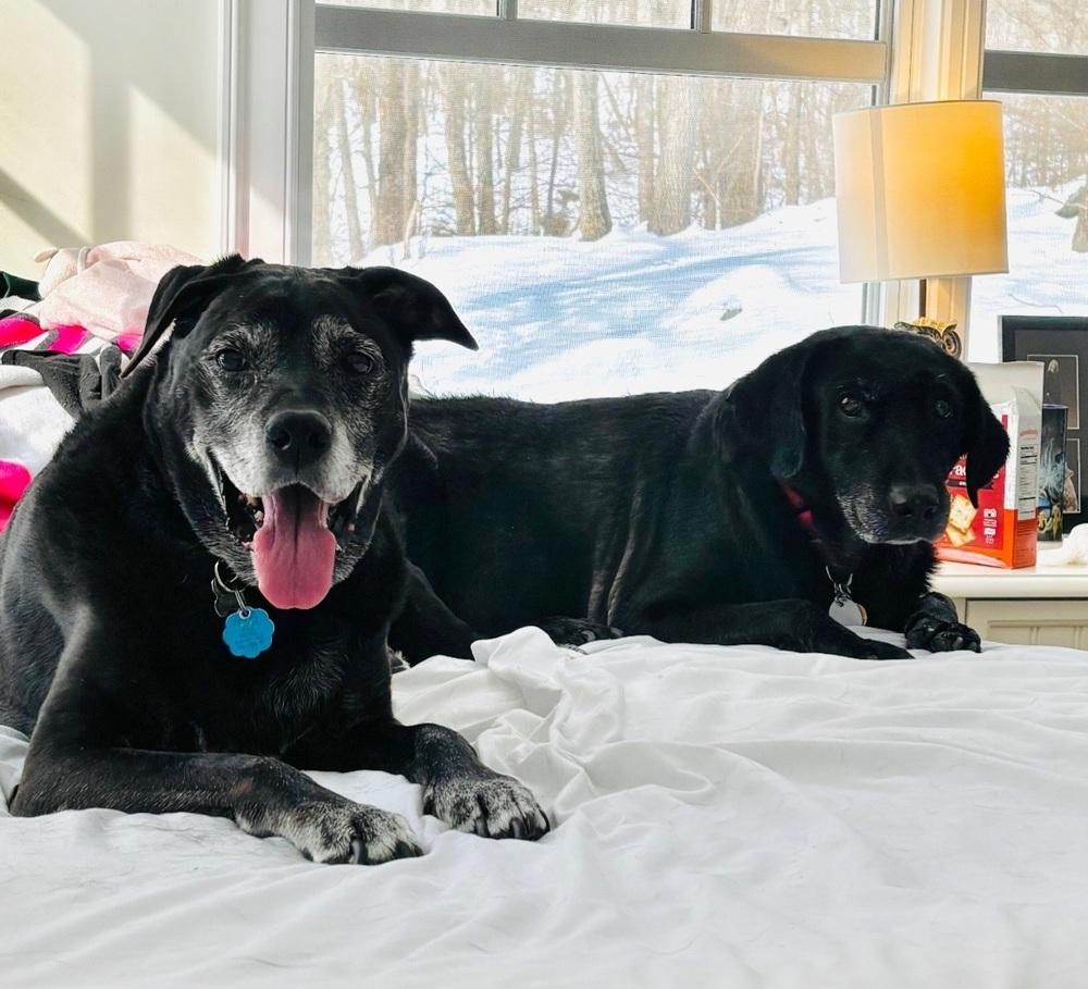 Maggie (Senior black lab), a Adopted mixed breed in Brewster , NY image 2/2