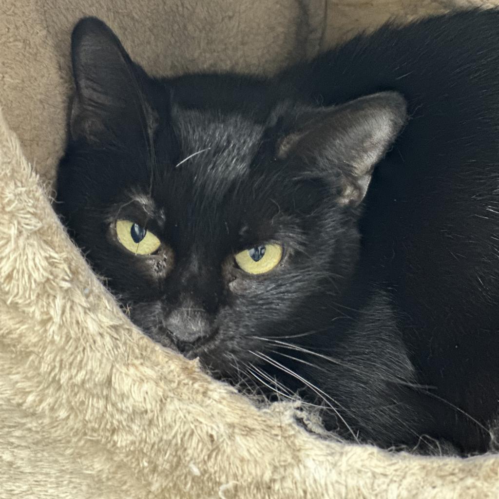 Momma G, Adoptable, Adult Female Domestic Short Hair.