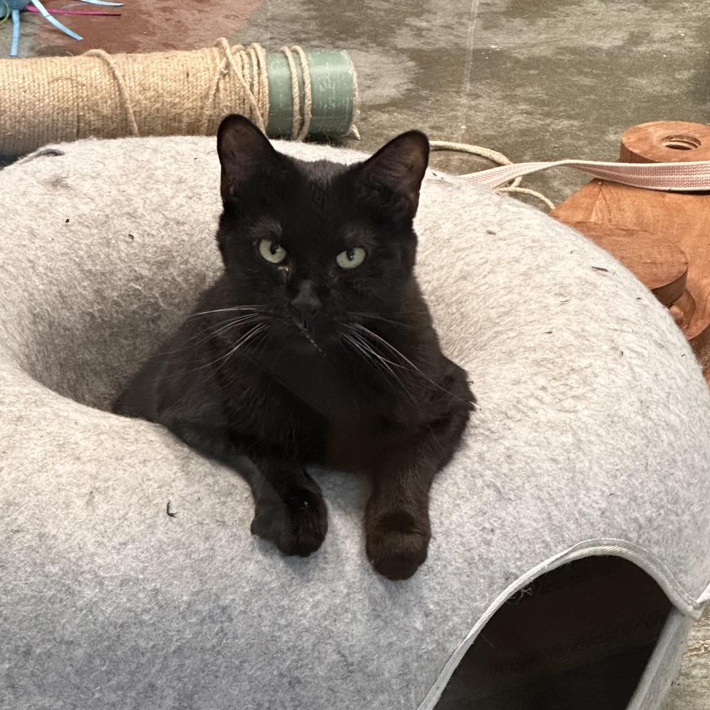 Momma G, Adoptable, Adult Female Domestic Short Hair.