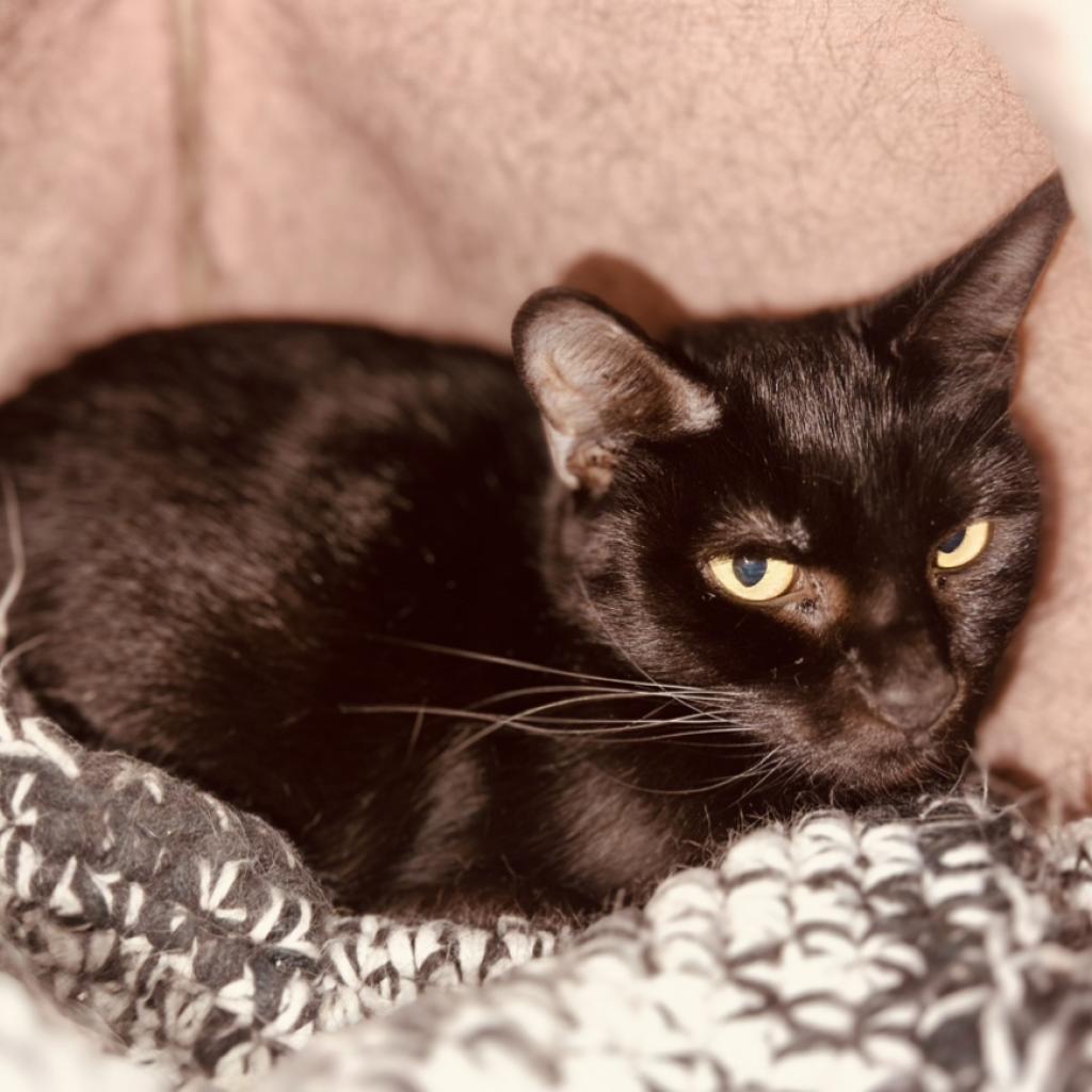 Enlarge Momma G, a Adoptable Domestic Short Hair in Mount Vernon, IN image 1/4