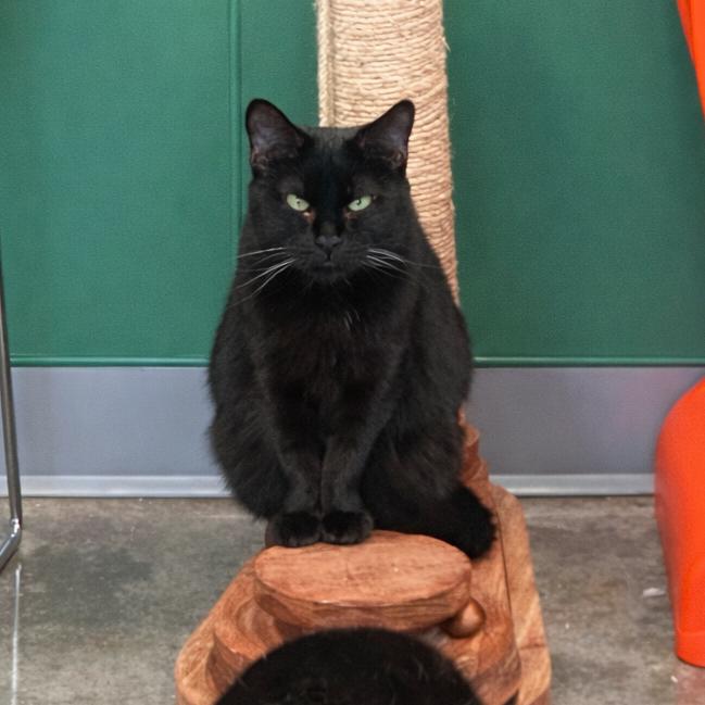 Enlarge Momma G, a Adoptable Domestic Short Hair in Mount Vernon, IN image 2/5