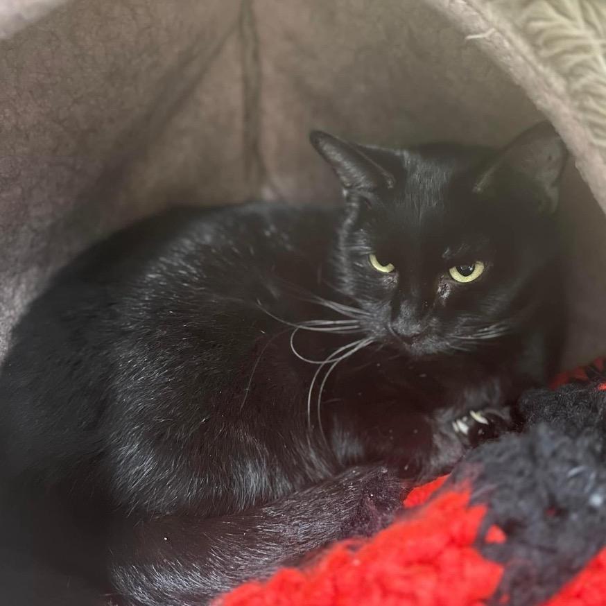 Enlarge Momma G, a Adoptable Domestic Short Hair in Mount Vernon, IN image 2/4