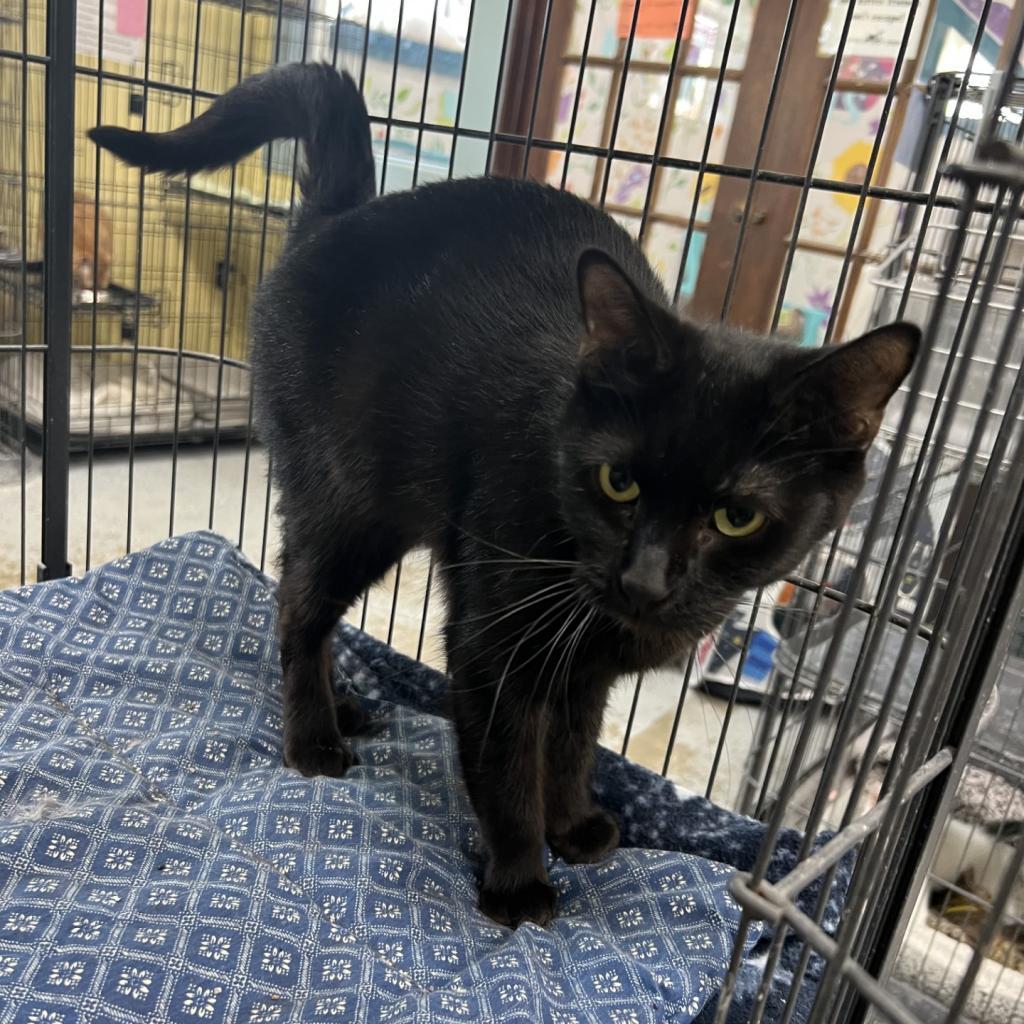 Momma G, a Adoptable Domestic Short Hair in Mount Vernon, IN image 4/4