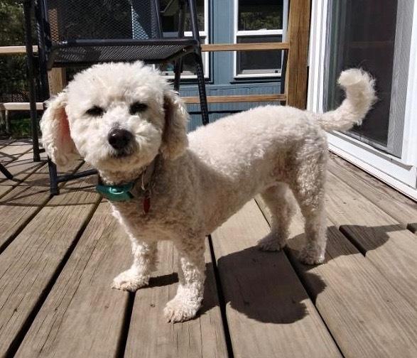 Enlarge Hannah, a Adopted Bichon Frise in Syracuse, NY image 1/6