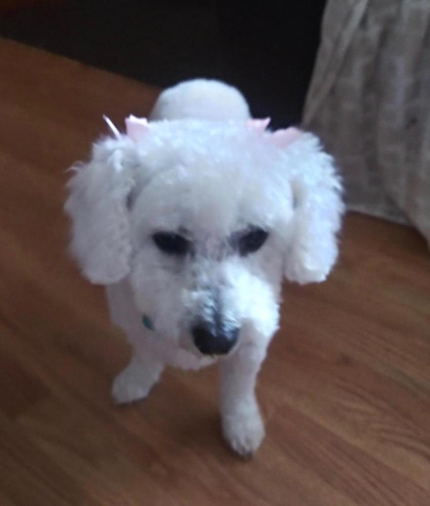 Enlarge Hannah, a Adopted Bichon Frise in Syracuse, NY image 2/6