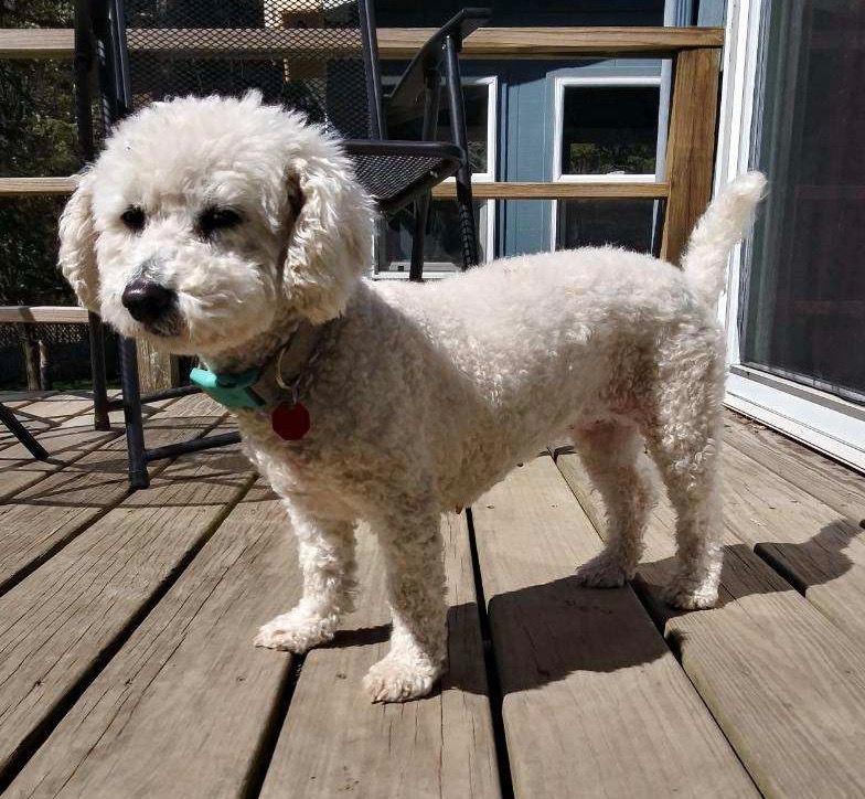 Enlarge Hannah, a Adopted Bichon Frise in Syracuse, NY image 3/6