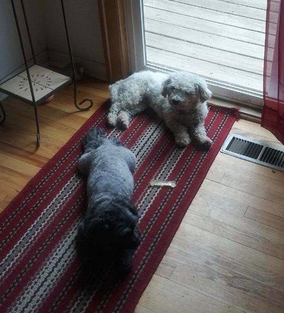 Enlarge Hannah, a Adopted Bichon Frise in Syracuse, NY image 4/6