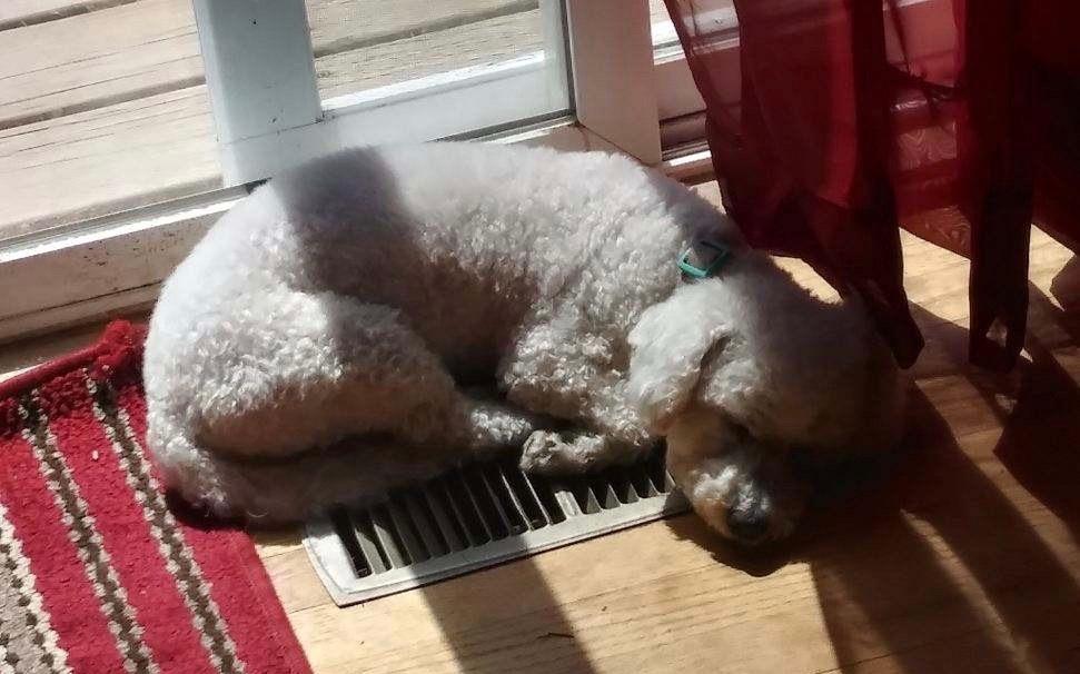 Enlarge Hannah, a Adopted Bichon Frise in Syracuse, NY image 5/6