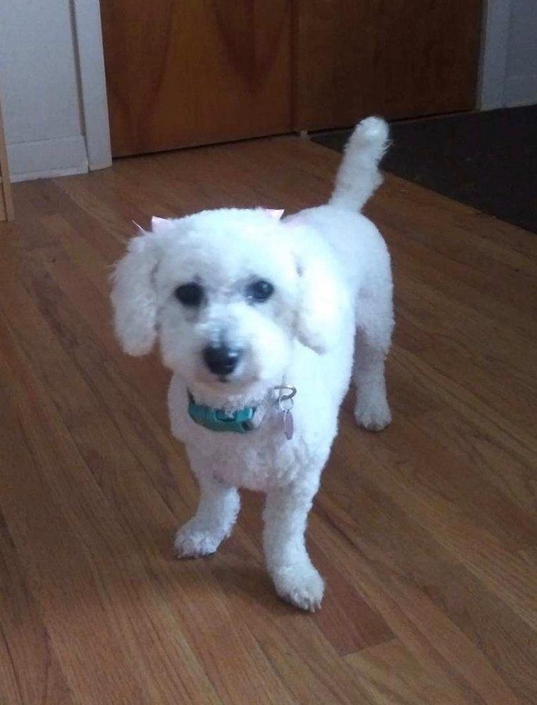 Enlarge Hannah, a Adopted Bichon Frise in Syracuse, NY image 6/6