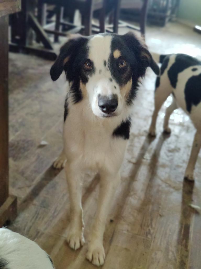 Gem, Adoptable, Young Female Border Collie.