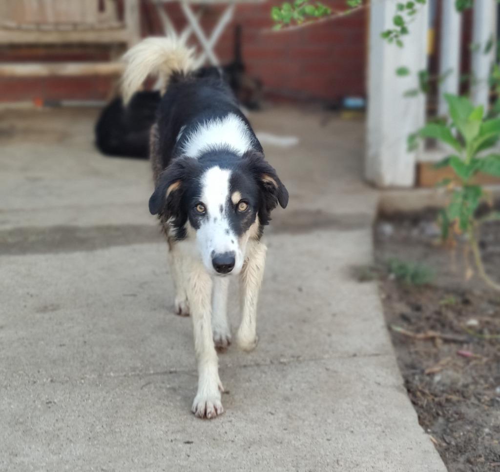 Gem, a Adoptable Border Collie in The Woodlands, TX image 2/6